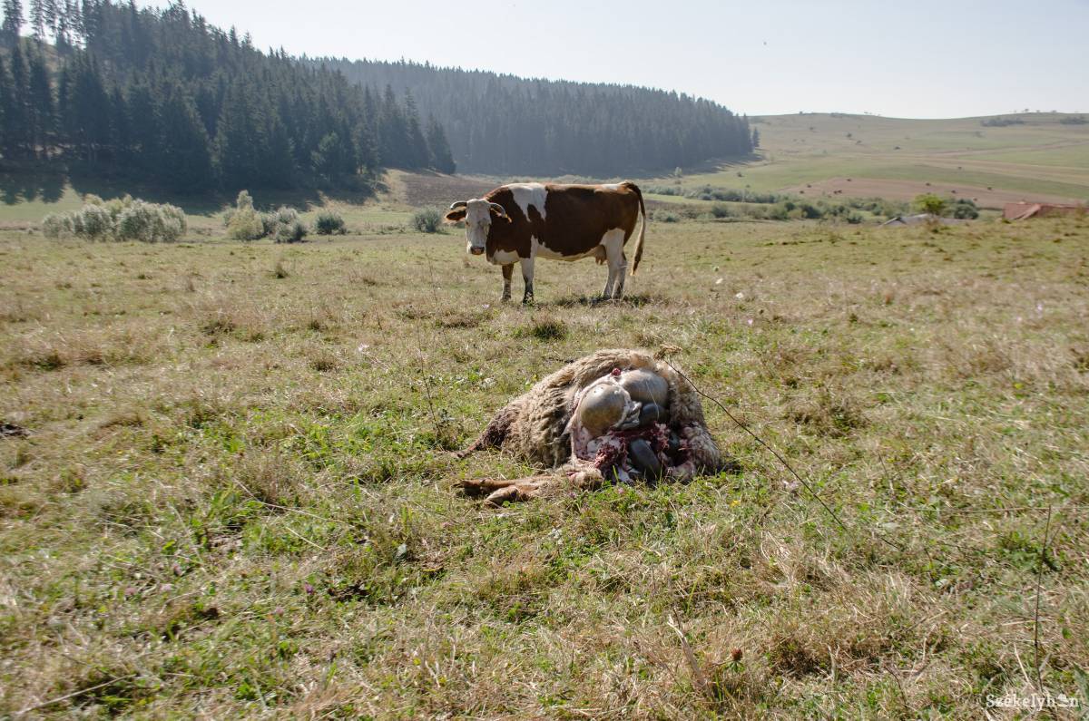 A haszonállatok húsának értékét piaci áron téríti meg az állam, ha van kárigény •  Fotó: Gecse Noémi