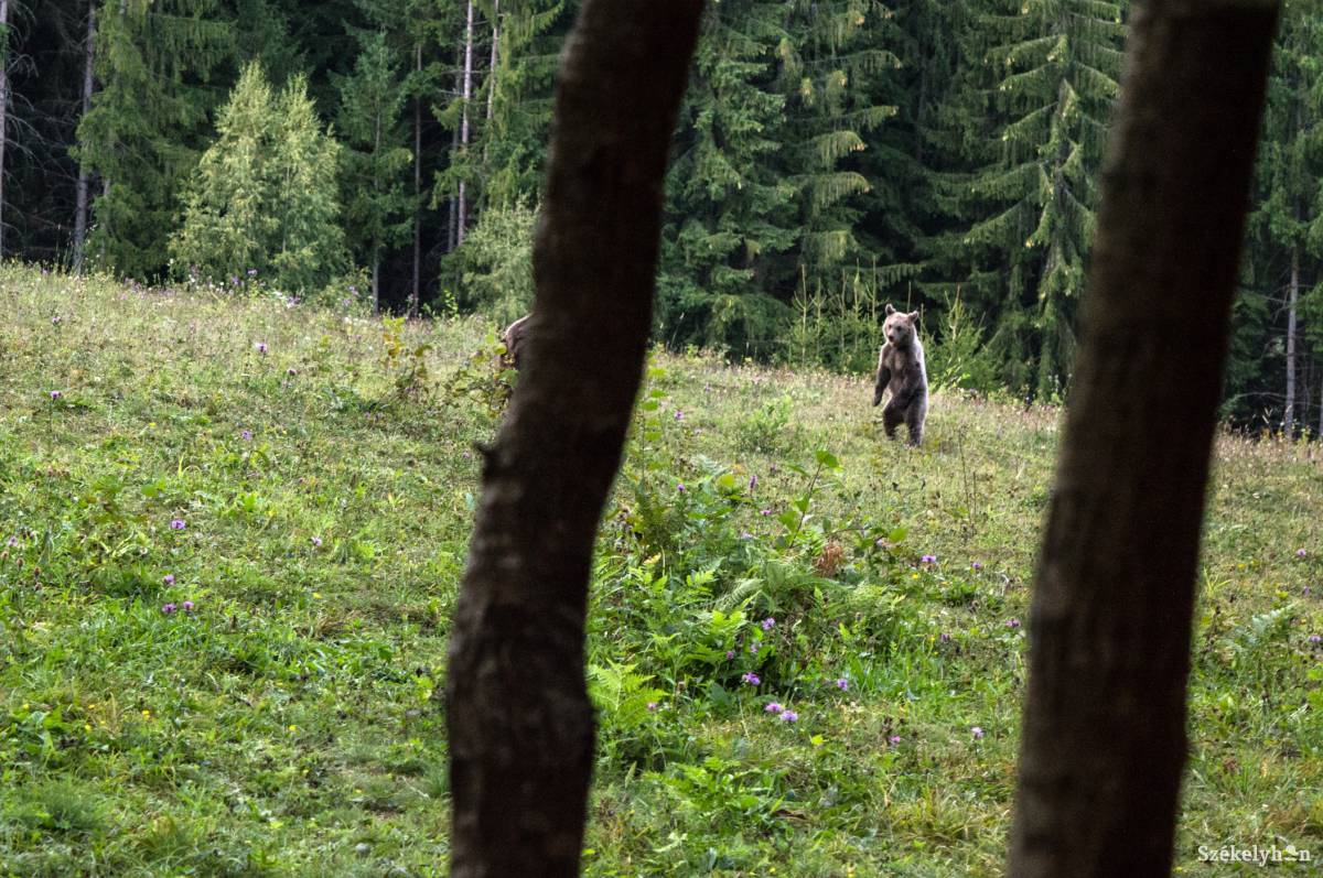 Képünk illusztráció • Fotó: Sándor Csilla