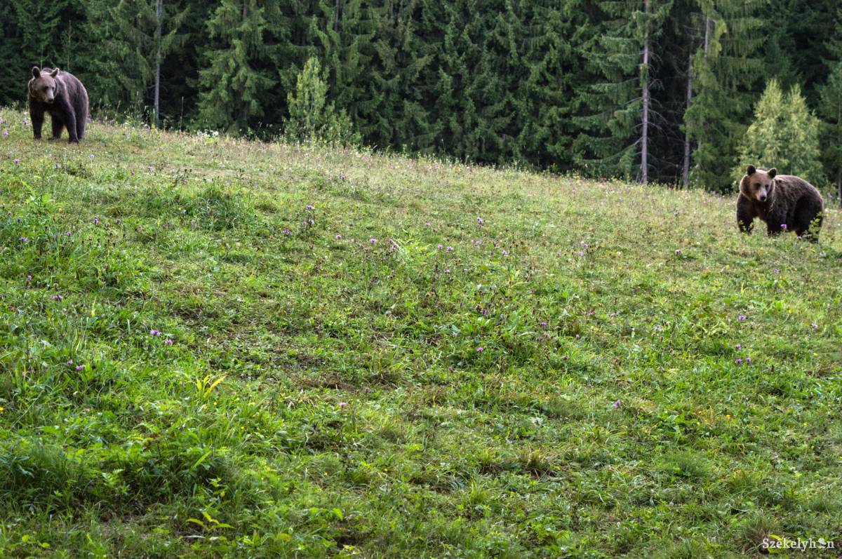 •  Fotó: Sándor Csilla