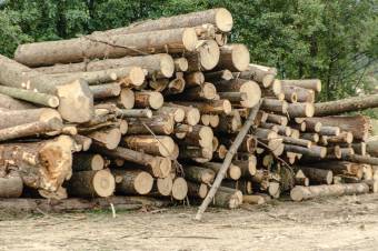 Az önkormányzat erdeiből kitermelt tűzifát vásárolhatnak a gyergyóiak