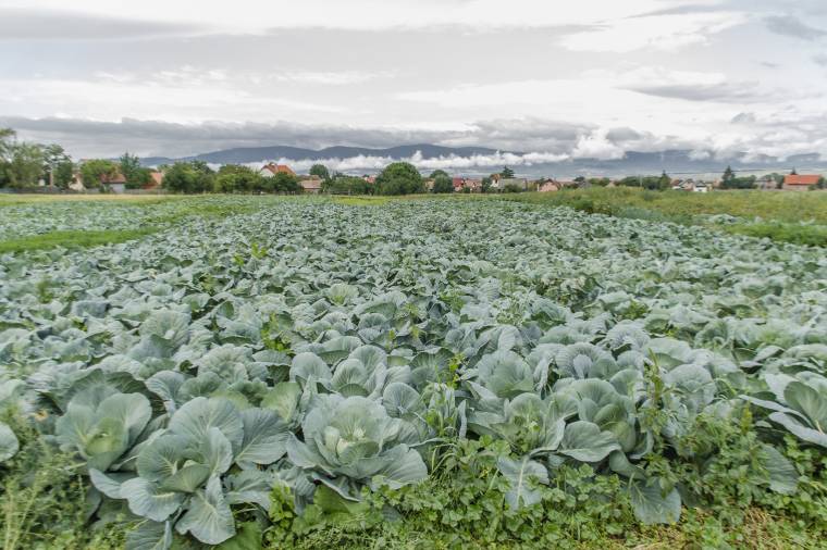 Ahol öntözőrendszer segíti a káposztatermelő gazdákat