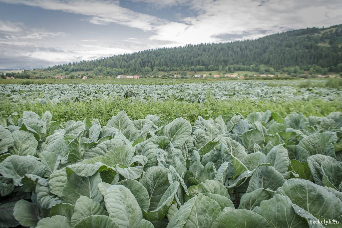 &bullet;  Fotó: Pinti Attila