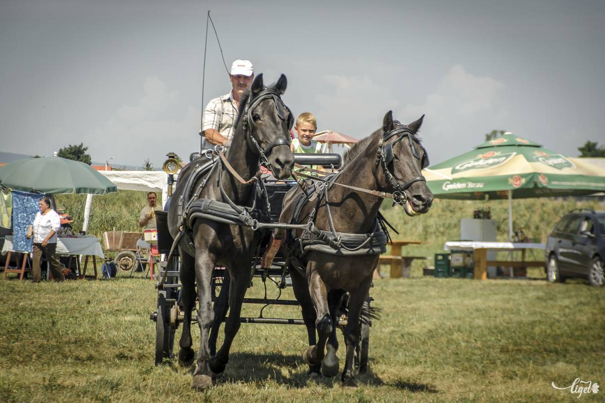 Bakcsi Jenő hatéves kora óta foglalkozik lovakkal •  Fotó: Pinti Attila