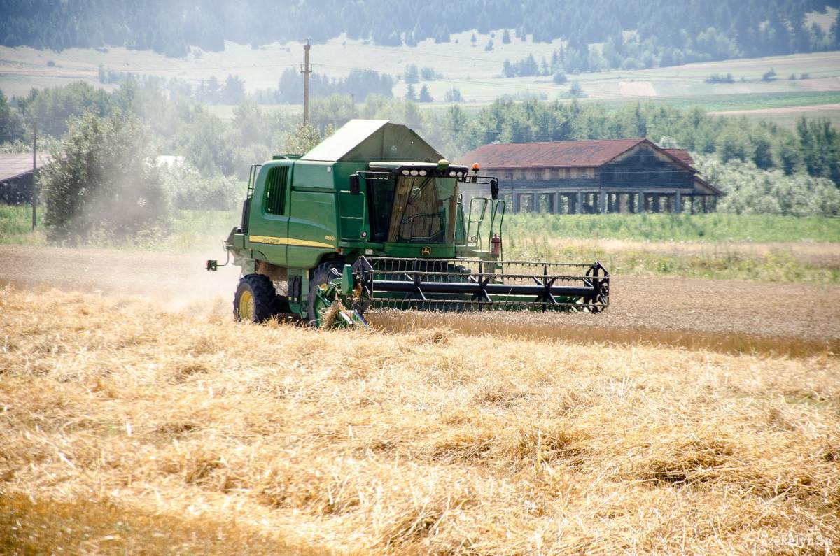 Az átlagosnál sokkal magasabb gabonahozamok sem teszik kifizetődővé az idei termést •  Fotó: Gecse Noémi