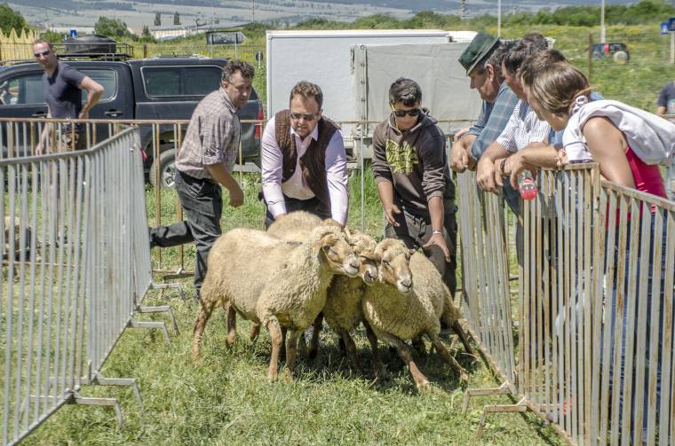 Berbécsvásár negyedszerre – ezúttal Homoródfürdőn