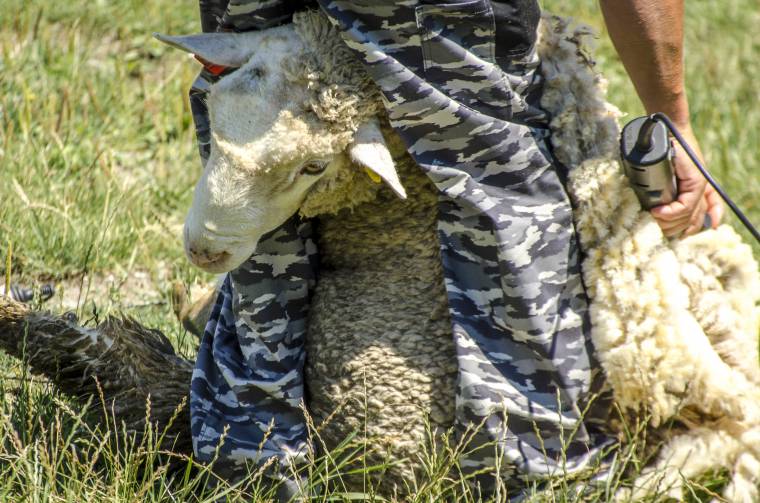A gazdák 75 százaléka igényelte a gyapjúértékesítési támogatást