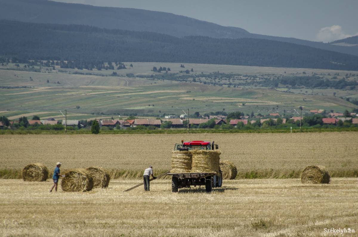 Megtörténhet, hogy átalakul a mezőgazdaság struktúrája, és a gazdák egy része olyan növények termesztésébe kezd, amelyek kisebb befektetést igényelnek •  Fotó: Pinti Attila