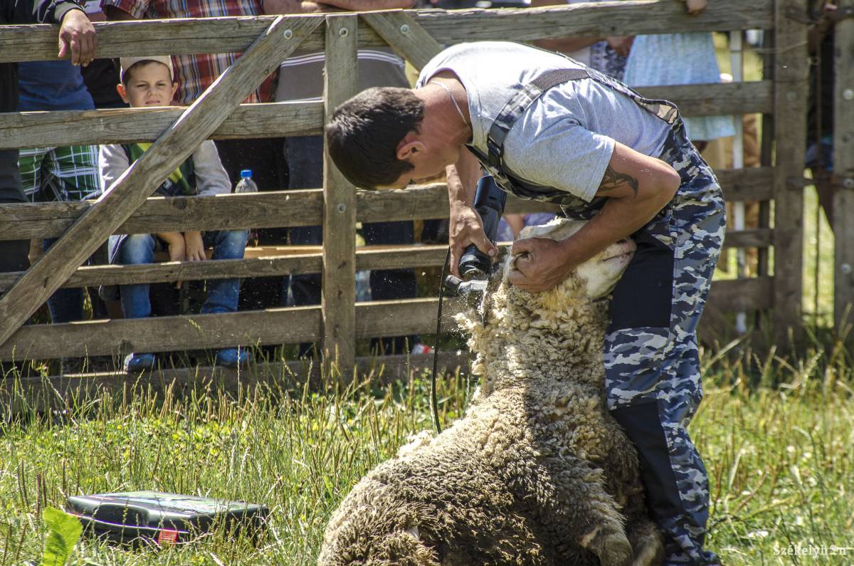 Juhnyíró verseny a csíki berbécsvásáron. Archív •  Fotó: Pinti Attila