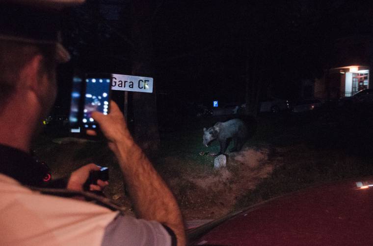 „A medvékkel való együttélés modern lehetőségeinek kiaknázását” hiányolja a képviselő