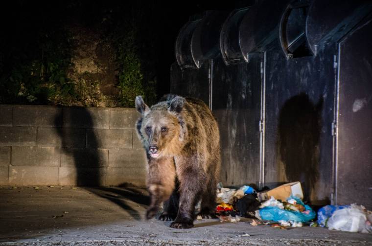 Elviszik Tusnádfürdőről a veszélyes anyamedvét, miután bocsokat gázolt el egy vonat