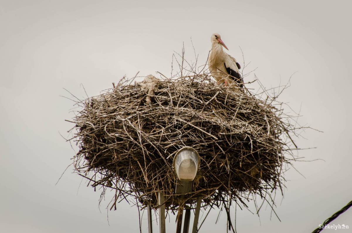 Nem volt egyszerű a beavatkozás, de az áramszolgáltató munkatársai segítettek •  Fotó: Gecse Noémi