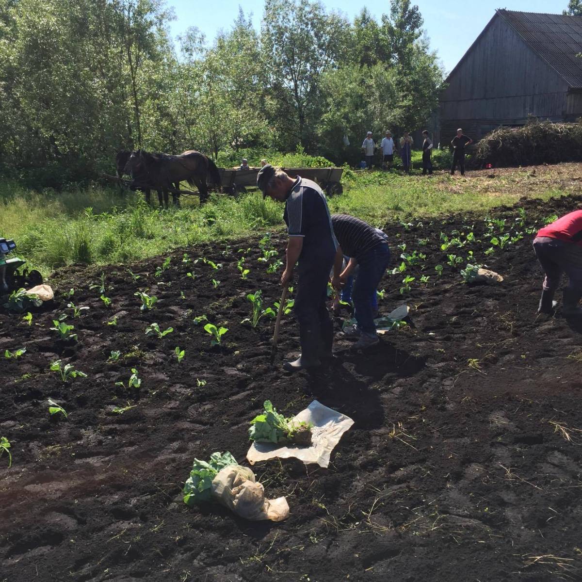 Gál napjára, október 16-ra készülnek a csicsóiak. Elkezdték a káposztaültetést •  Fotó: Csíkcsicsó Polgármesteri Hivatala