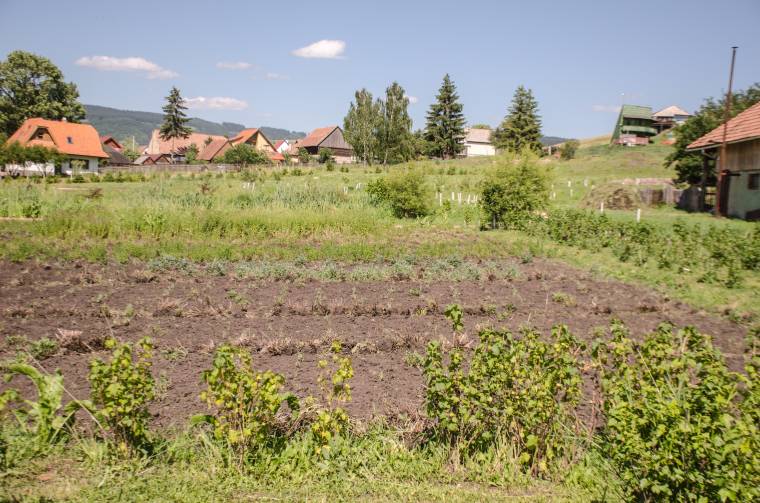 Mezőgazdaság kicsiben: ha ezt termeszti januártól, adómentes jövedelme lehet