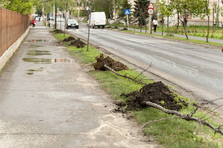 Pótolják a kiszáradt, kitört fákat Csíkszeredában