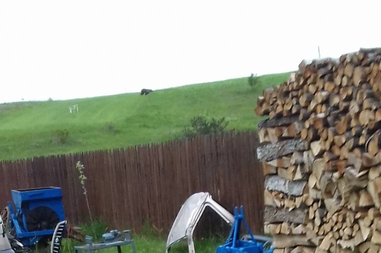 Ismét medvék bukkantak fel Csíkszereda közelében