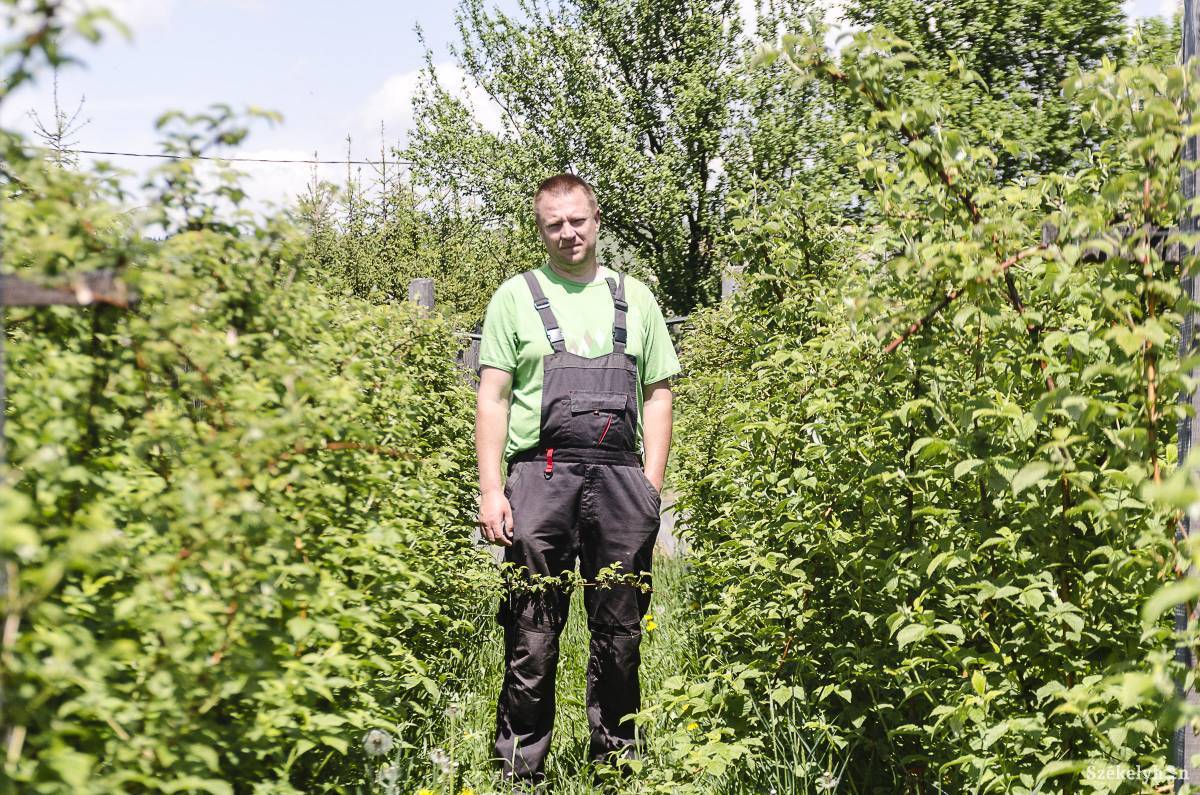 Bereczki Kovács Attila a bánkfalvi málnaültetvényén •  Fotó: Gecse Noémi