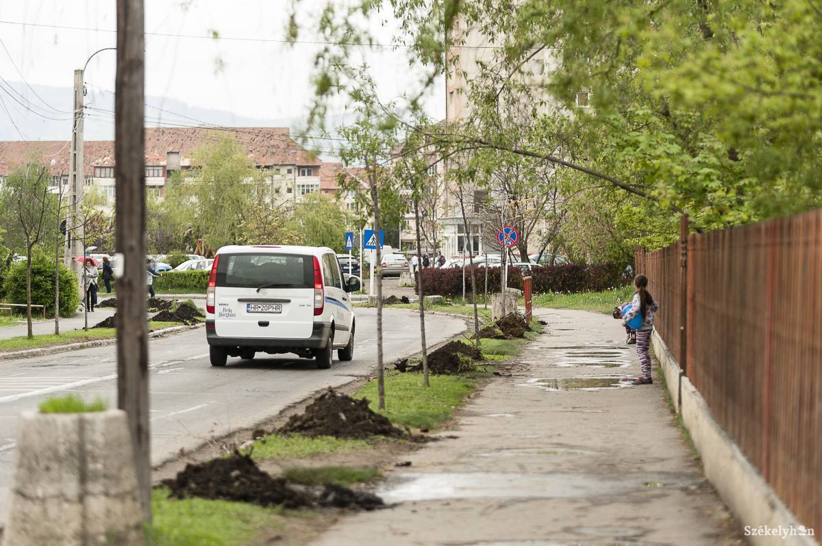 Új, előnevelt fákat ültetnek a kiszáradt csemeték helyébe. 55 ezer lejt költ erre a város •  Fotó: Gecse Noémi