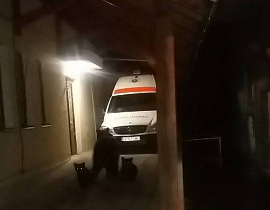 A tusnádfürdői mentőállomás bejáratáig „merészkedtek” a medvék •  Fotó: András Alíz