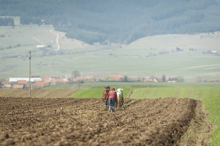 Támogatást kérhetnek a krumpli-, fokhagyma- és paradicsomtermesztők