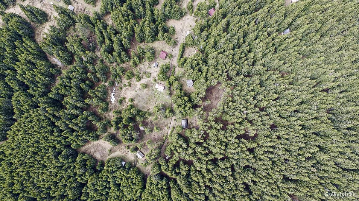Alcsíki erdő felülnézetből. Fertőző gócponttá válhat •  Fotó: Farkas Tamás