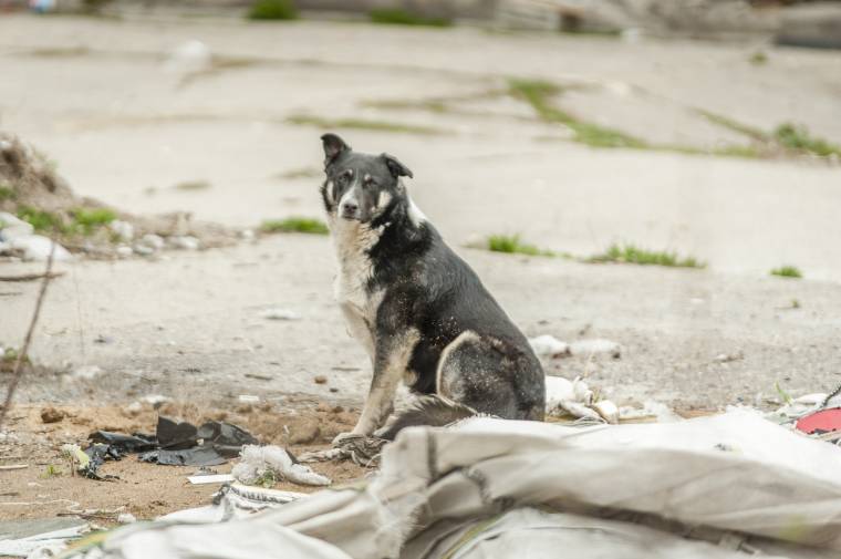 Ingyenes kutyaivartalanítást végeznek a sepsiszentgyörgyi Őrkő-negyedben