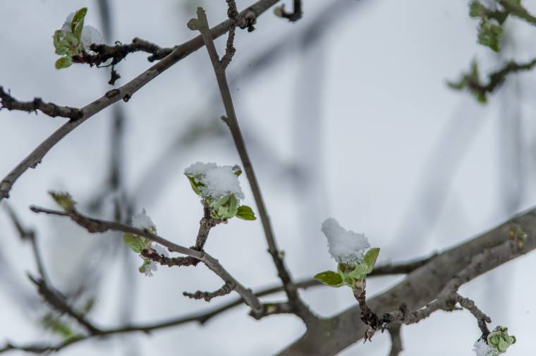 A gazdák egyik szeme a hőmérőn, a másik a gyümölcsösön