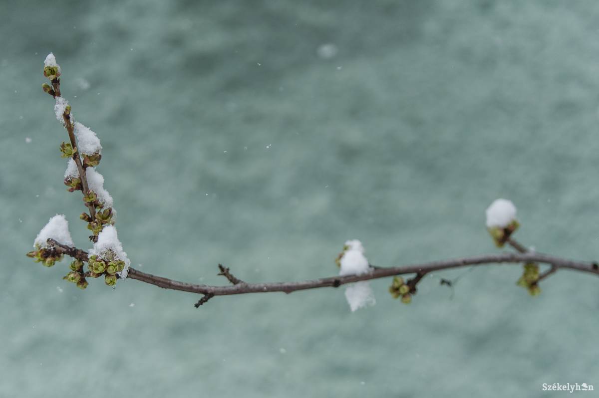 •  Fotó: Pinti Attila