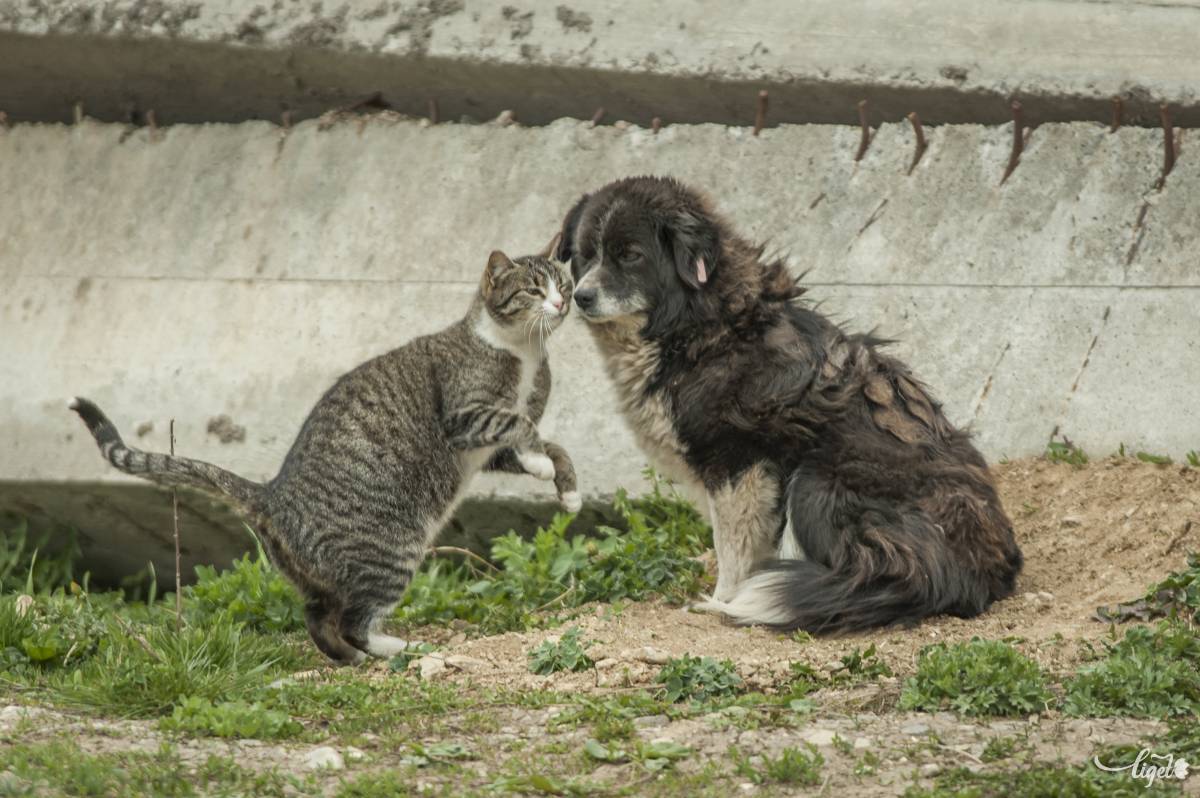 Kutyák, macskák egyaránt veszélyeztetve vannak • Fotó: Pinti Attila