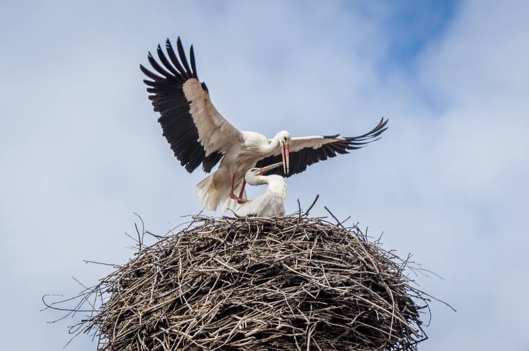 Segítség a gólyáknak: fészektartó került egy villanyoszlopra Csíkszeredában