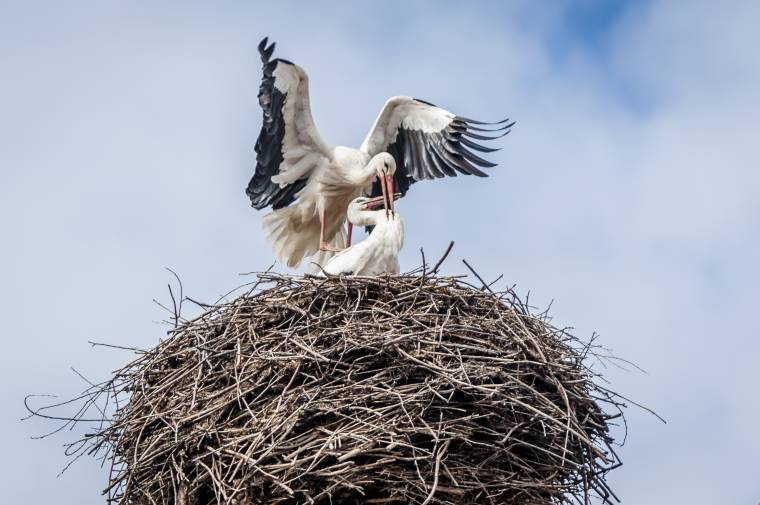 Százéves gólyafészket pótolnak az illyefalviak