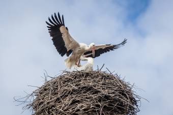 Segítség a gólyáknak: fészektartó került egy villanyoszlopra Csíkszeredában