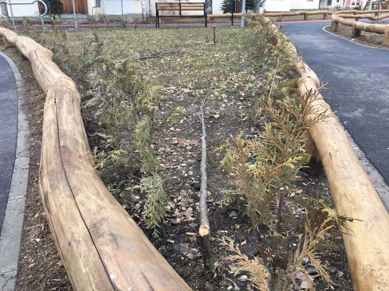 Ígérete szerint új fákat ültet a kitörtek helyébe a rongáló