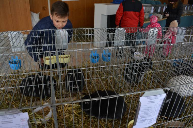 Nyulak seregszemléje Csíkszeredában