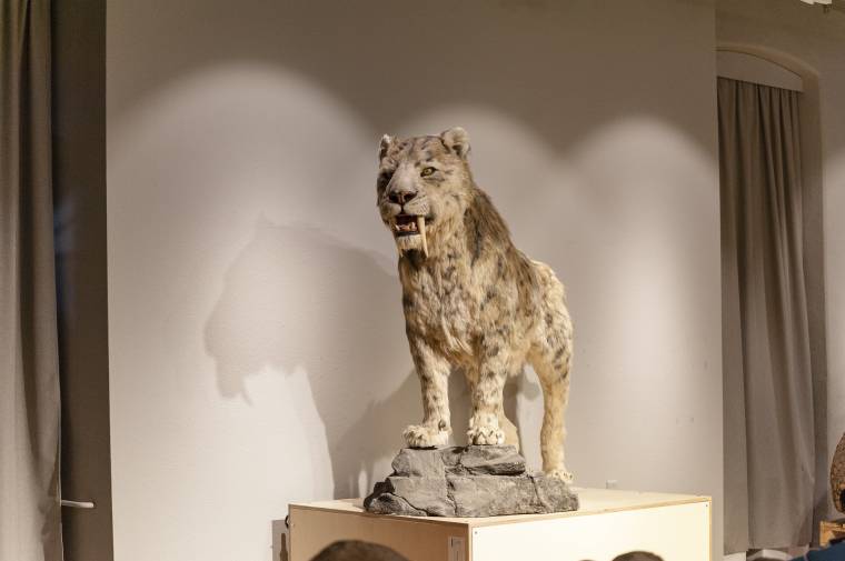 Különleges tárlat a jégkorszakról a Csíki Székely Múzeumban