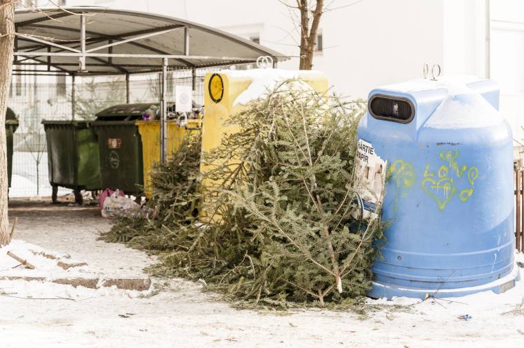 Kevés kivétellel tüzelőként végzik a karácsonyfák