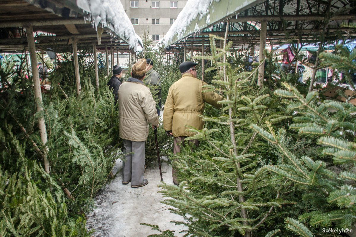 Karácsonyfának való fenyők a csíki piacon •  Fotó: Pinti Attila