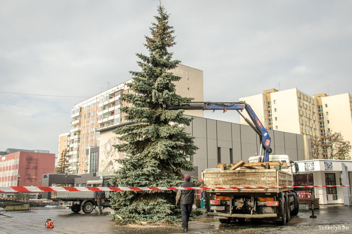 Magánszemély adományozta a fenyőfát a városnak. A héten díszítik fel karácsonyfának •  Fotó: Pinti Attila