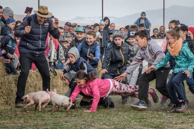 Elvitték a malacok a show-t a lovasnapon