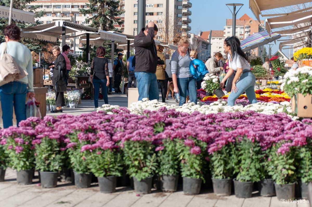 Krizantémot, a kegyelet virágát helyezzük elhunyt szeretteink sírjára •  Fotó: Gábos Albin