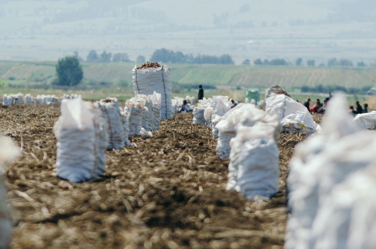Megsarcolja a kormány a burgonyatermesztőknek járó támogatást