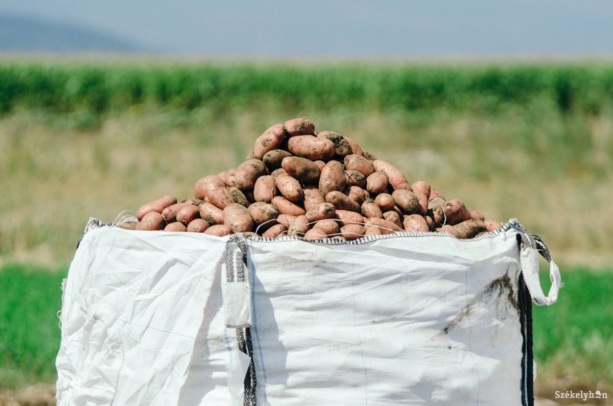 Az ország krumplitermésének mintegy felét Hargita és Kovászna megye adja, de a hatékonyabb értékesítés érdekében fejlesztésekre lenne szükség •  Fotó: Gecse Noémi