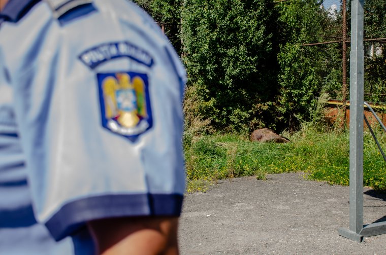 Elejtették a Csíkszeredában többször is felbukkanó medvét