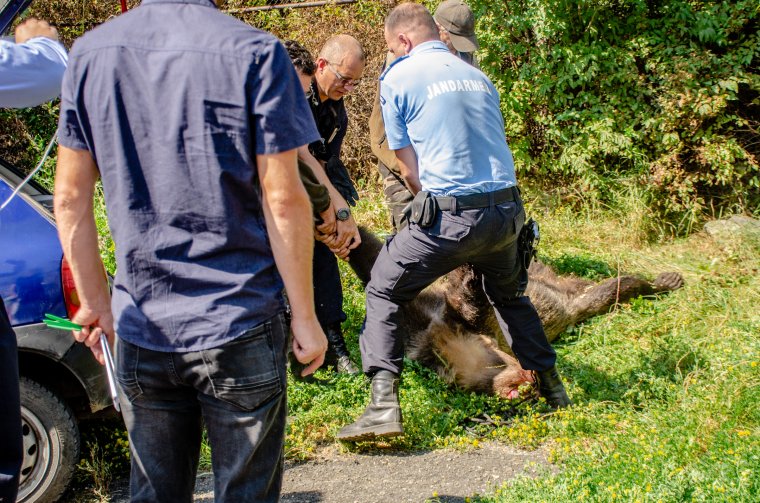 Medveproblémák: beperelte a környezetvédelmi minisztériumot a Zetelaki Területtulajdonosi Társulás