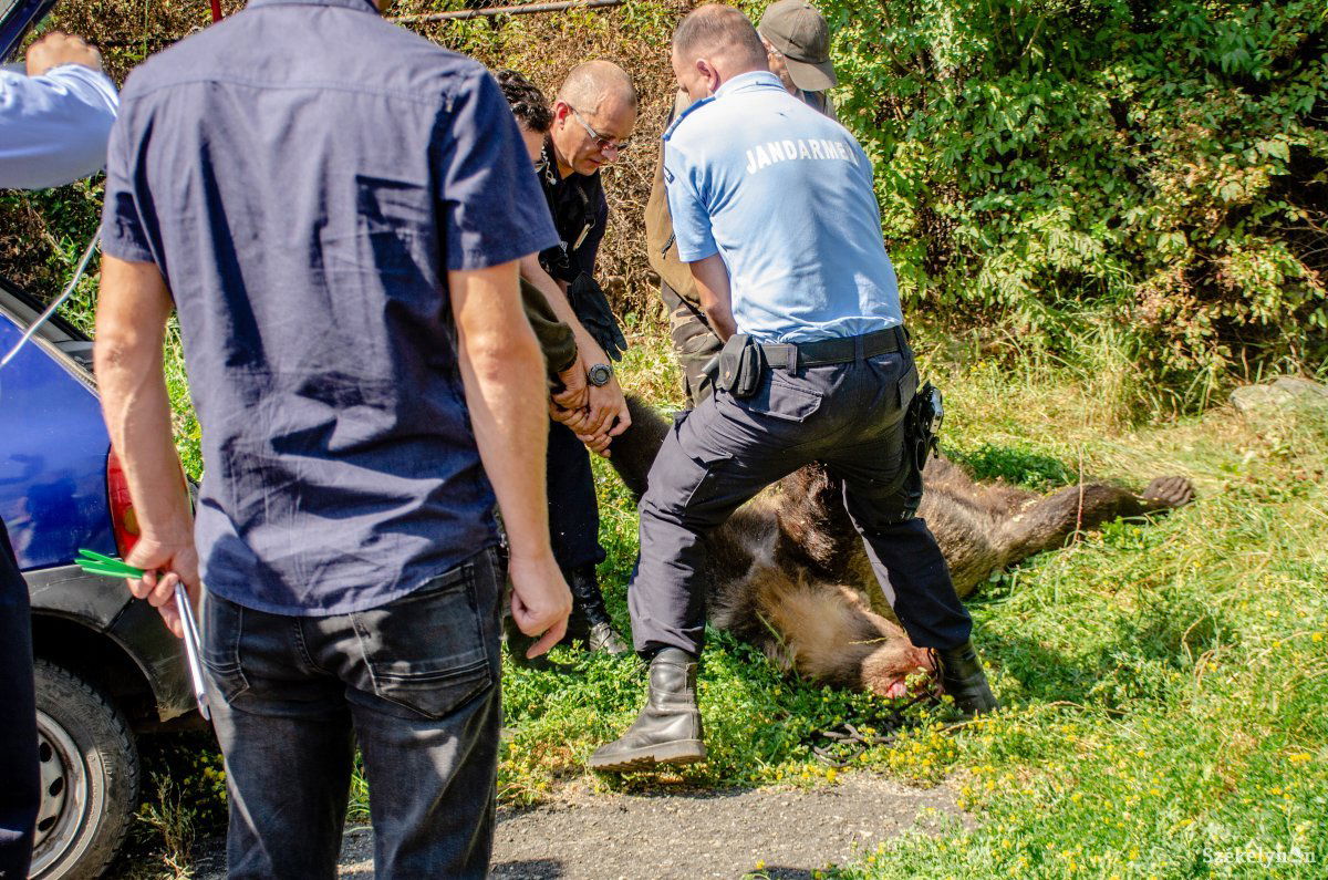 A veszélyes medvék kilövésére lehetőséget adó beavatkozási kvóta egy félmegoldással sem ér fel a szakember szerint •  Fotó: Gecse Noémi