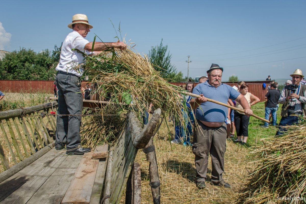 Csíkszentimrén a hagyományok őrzéseként arató-cséplő kalákát szerveztek 2018-ban •  Fotó: Pinti Attila