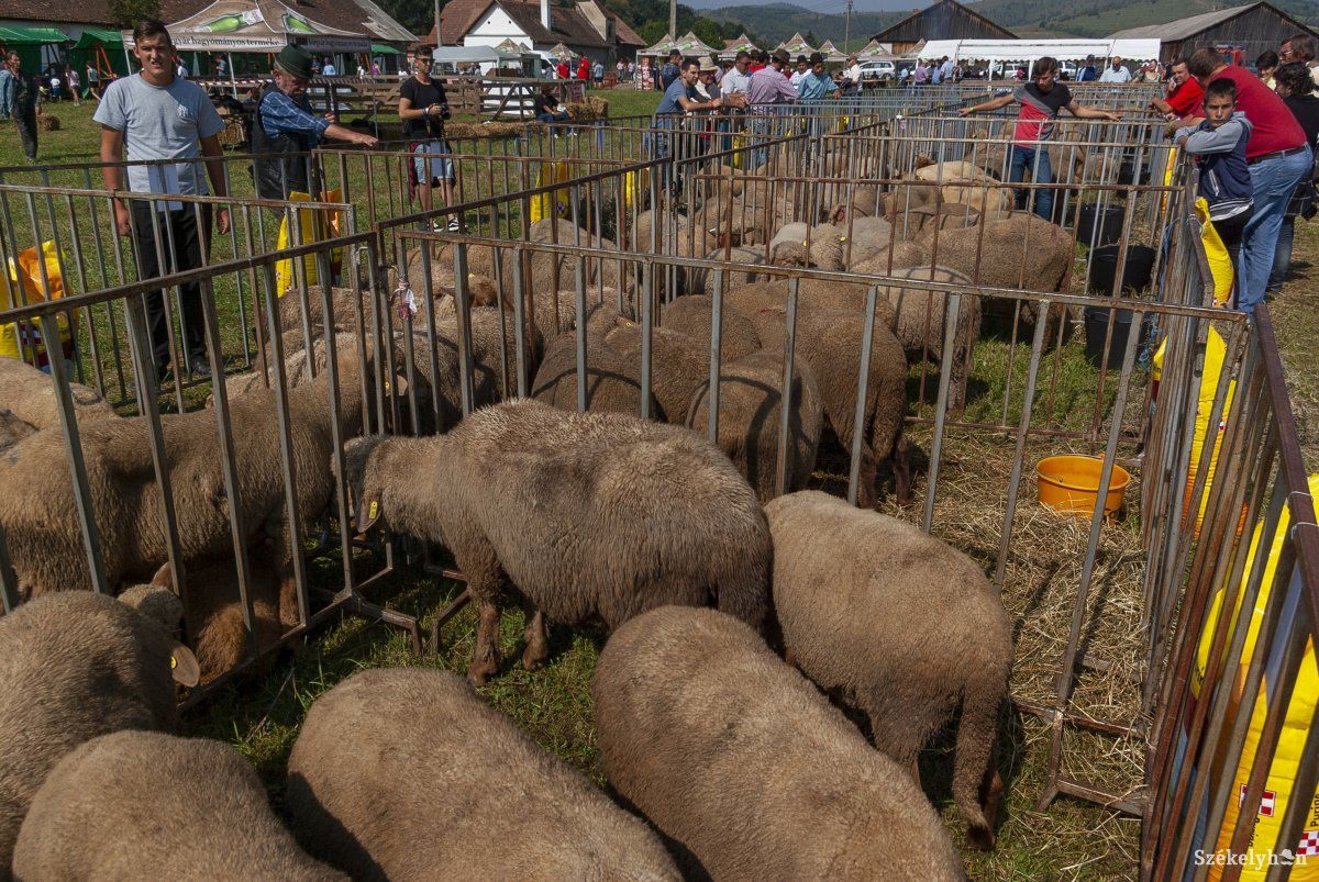 &bullet;  Fotó: Gábos Albin