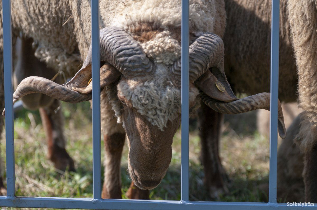 Tisztán kell tartani a székelyföldi juhfajta vérvonalát &bullet;  Fotó: Gábos Albin