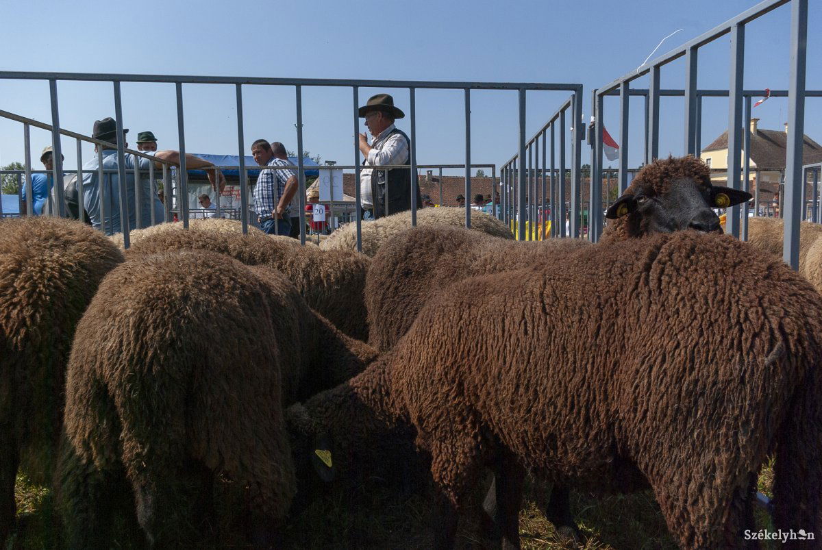 &bullet;  Fotó: Gábos Albin