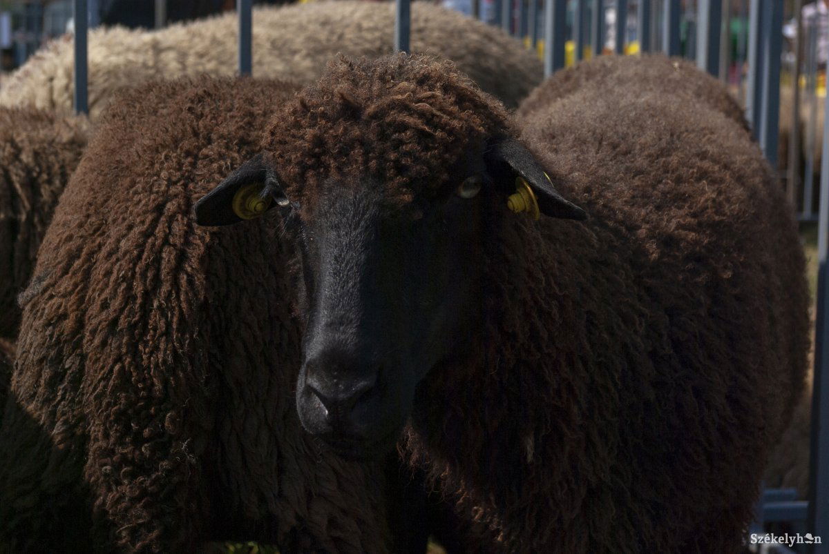 &bullet;  Fotó: Gábos Albin