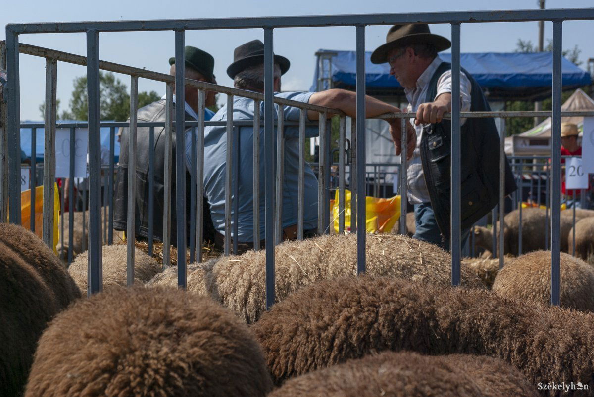 &bullet;  Fotó: Gábos Albin
